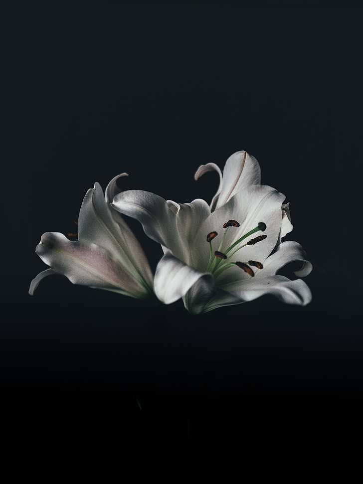 silver flower illustration