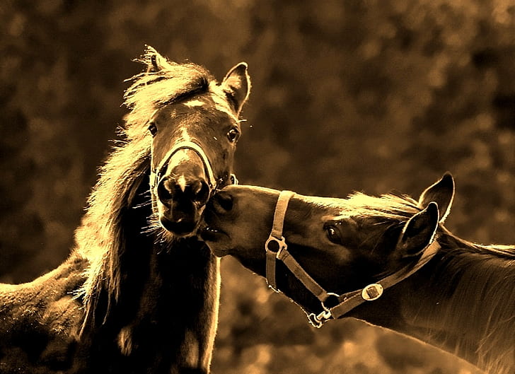 wildlife photography of two black horses
