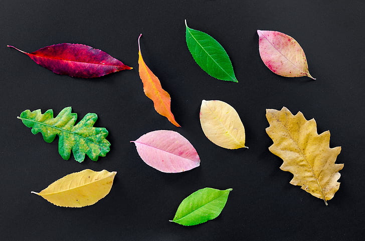 ten assorted-color-and-shape leaves on black surface