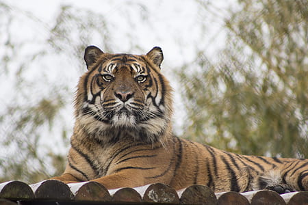 tiger on top of brown wooden surface during daytime