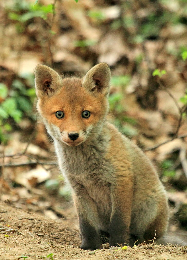 selective focus of brown baby fox