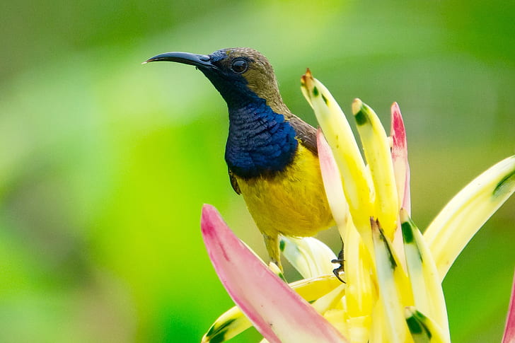 long-beaked yellow and blue bird on flower