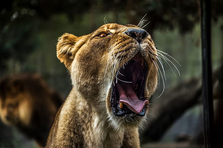 female lion growling during daytime