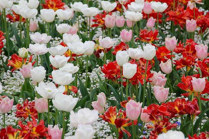 white, pink, and red flowers during daytime