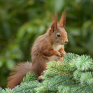 selective photography of red squirrel