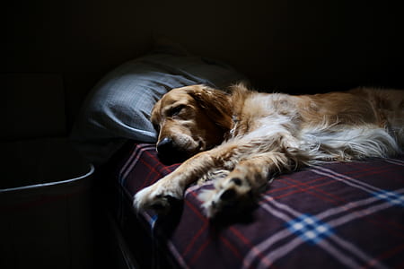 adult golden retriever on bed