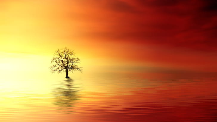 bare tree surrounded by body of water digital wallpaper