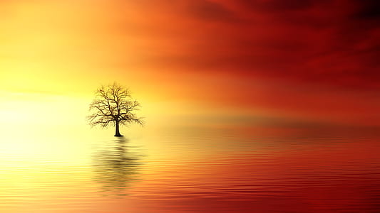bare tree surrounded by body of water digital wallpaper