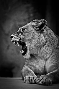 grayscale photo of lioness