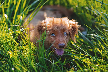 Brown Short Haired Puppy Lying on Green Grass Field during Daytime