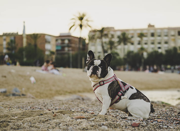 white and black French bulldog on beach sand photography during daytime