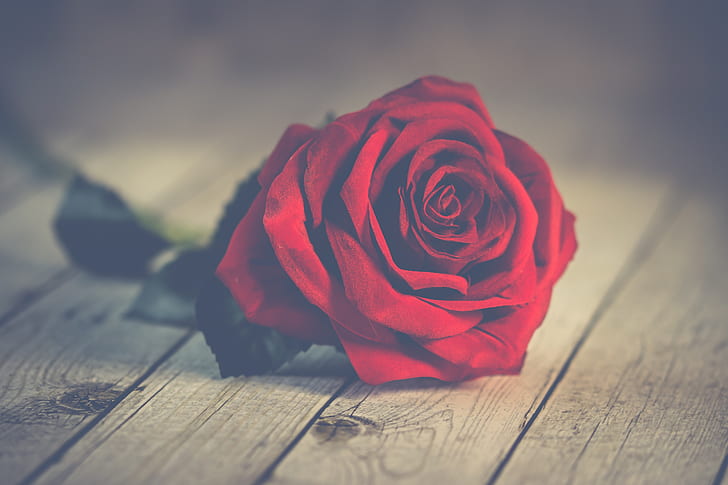 red rose on wood planks