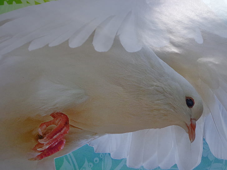white dove photo