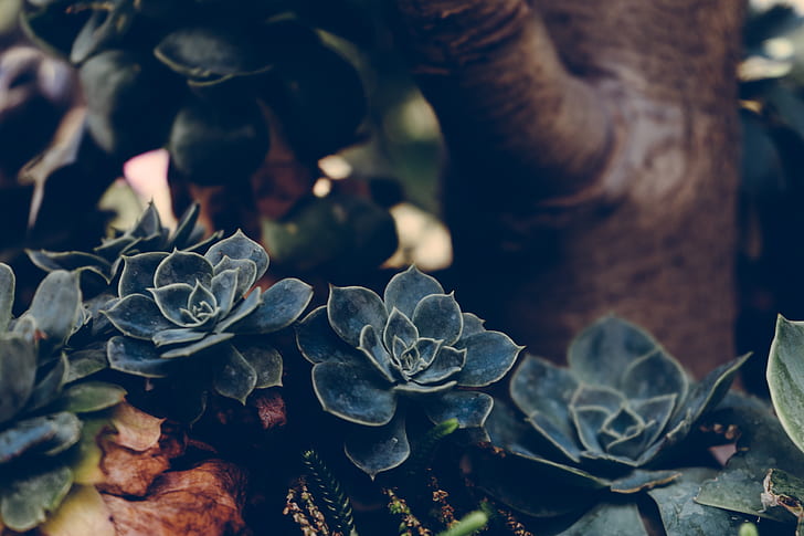 selective focus photography of black succulent plant