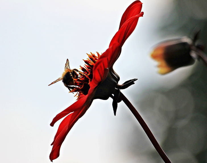 carpenter bee perching on red petaled flower in close-up photography