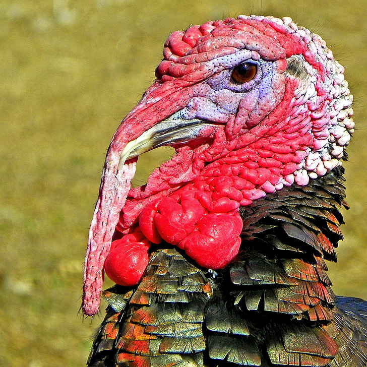 closeup photo of black turkey