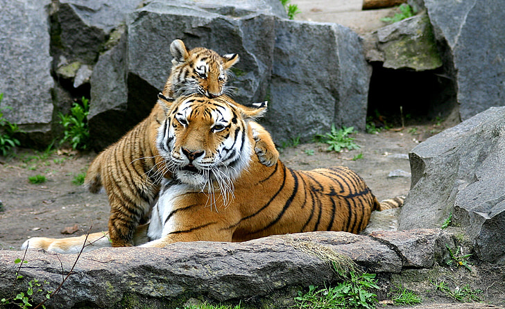 two brown-black-white tigers