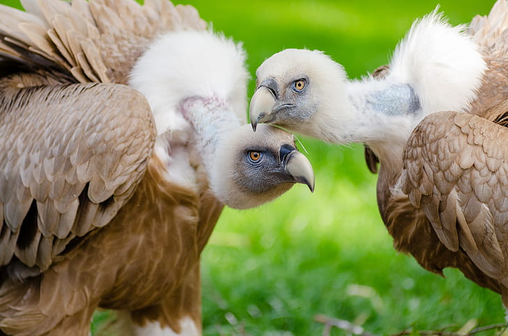 closeup photo of two white-and-brown vultures