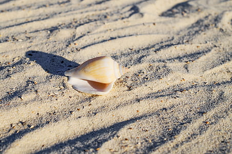 close-up photo of white and gray sea shell on seashore