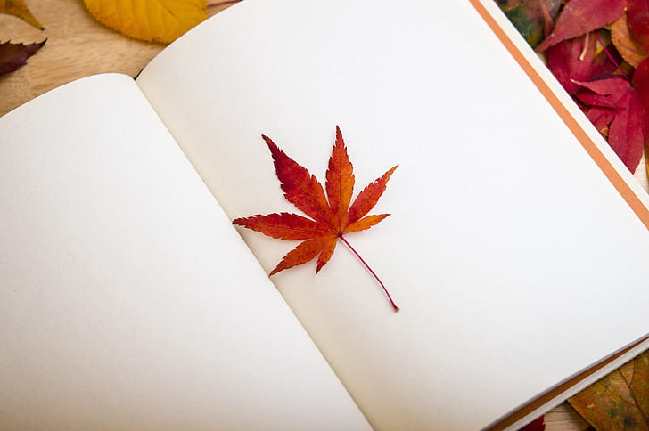 brown leaf on white sketchbook
