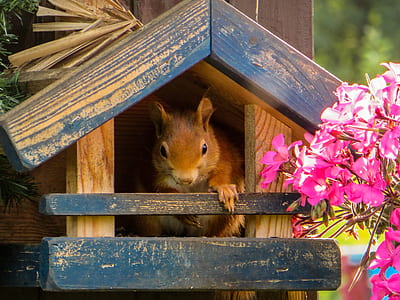 brown squirrel in blue and brown wooden house