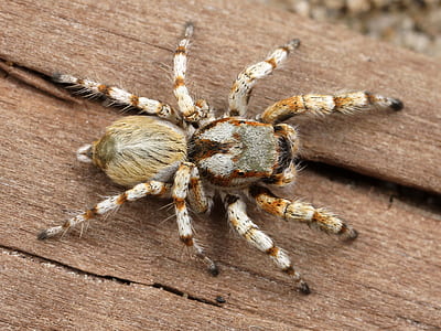 depth of field photography of brown and white spider on wooden surface