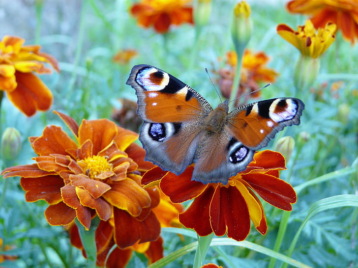 peocock butterfly perched on orange flower