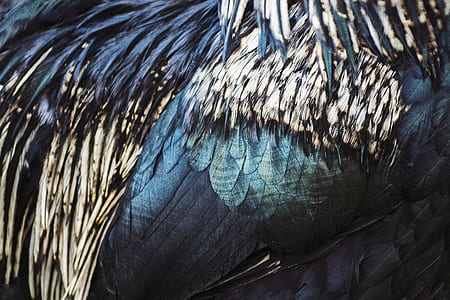 Close-up Photo of Feathers