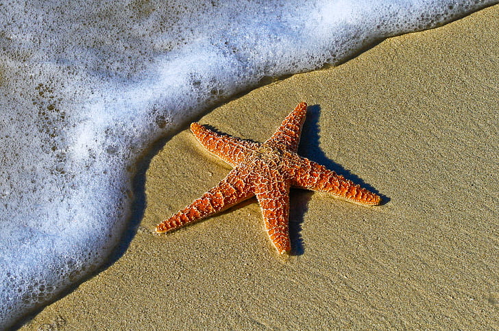 red starfish in seashore