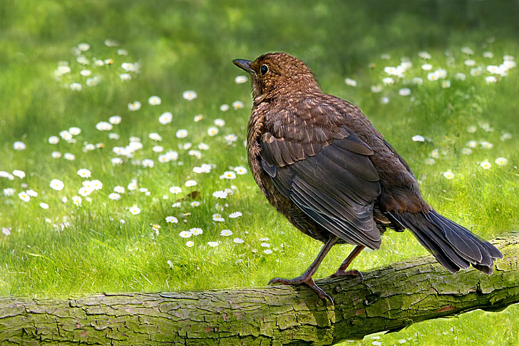 brown bird on branch during daytime