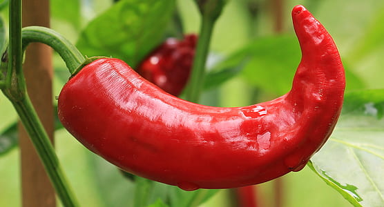 close-up photo of red chili