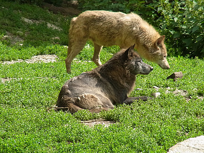 two black and brown wolves on the green grass field