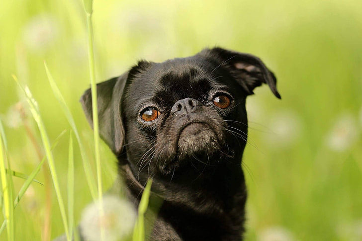 adult black pug sits on grass field during daytime