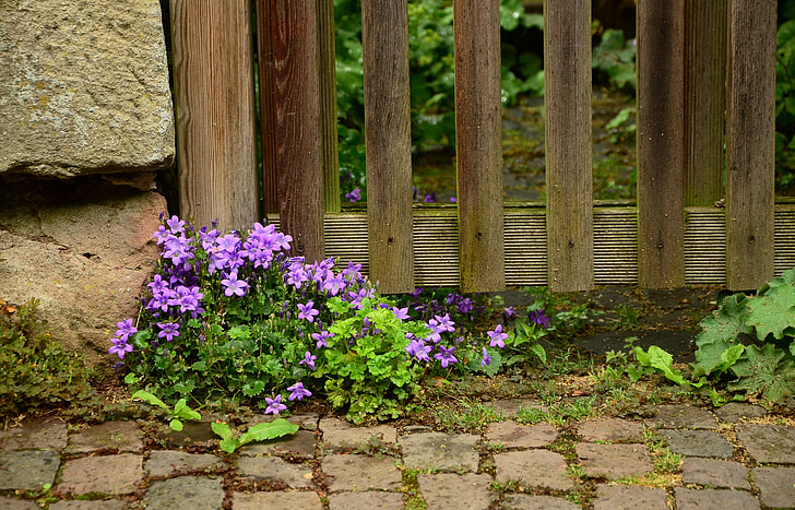purple flower with green leafed plants near brown wooden fence