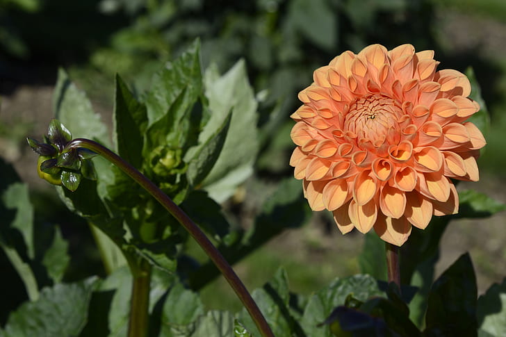 close-up photography of orange dahlia flower in bloom at daytime