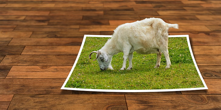 white goat eating grass illustration