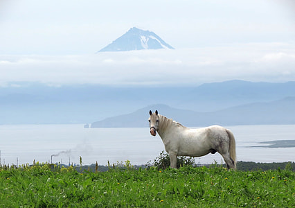 white horse standing on green grass against mountain