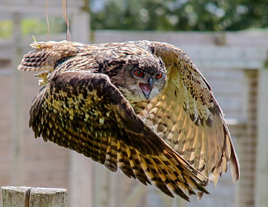 photo of black and brown flying eagle