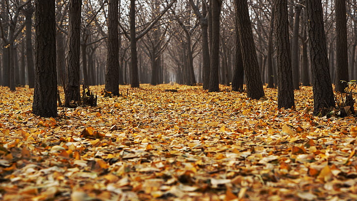 brown trees surrounded with brown leaves