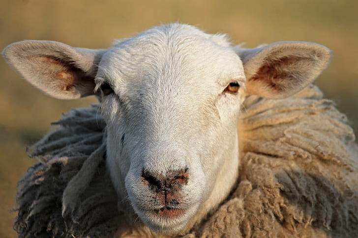 tilt shift lens photography of white sheep