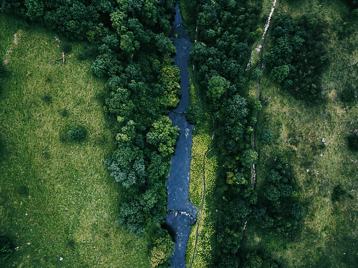 aerial photography of forest near river during daytime
