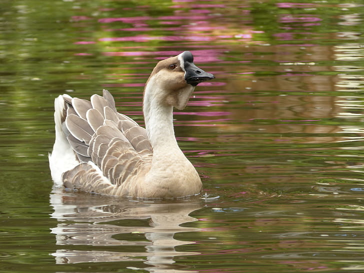 brown and white swan on body of water