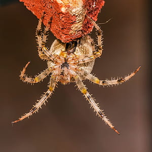 Brown and Yellow Spider