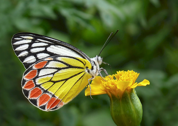 closeup photography of yellow, black, and white butterfly perched on yellow petaled flower