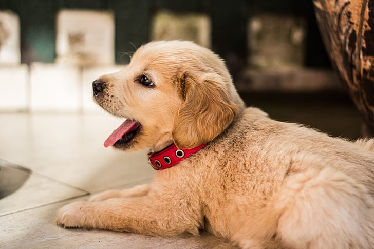 Royalty-Free photo: Light golden retriever puppy with ...