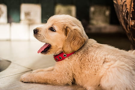 light golden retriever puppy with collar prone lying on floor at daytime