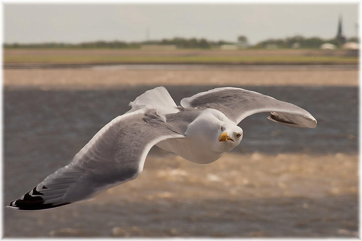 selective focus photo of flying white and gray seagull