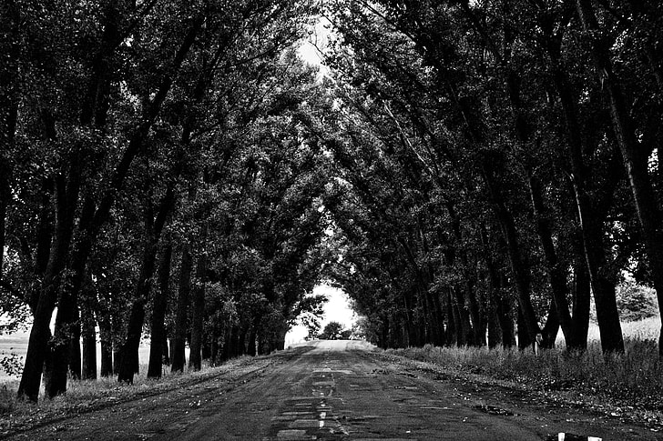 grayscale photography of pathway with tall tress in between