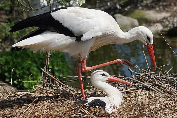 two white storks