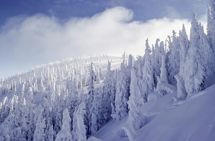 white snowy trees